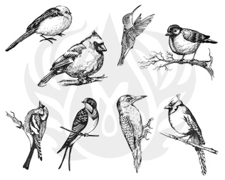 dss 108 aviary_small_birds